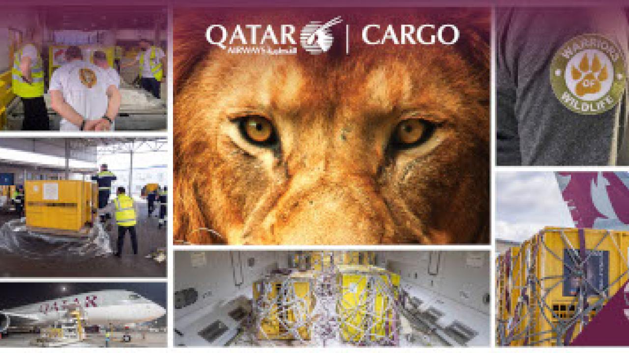 Qatar sales airways animal