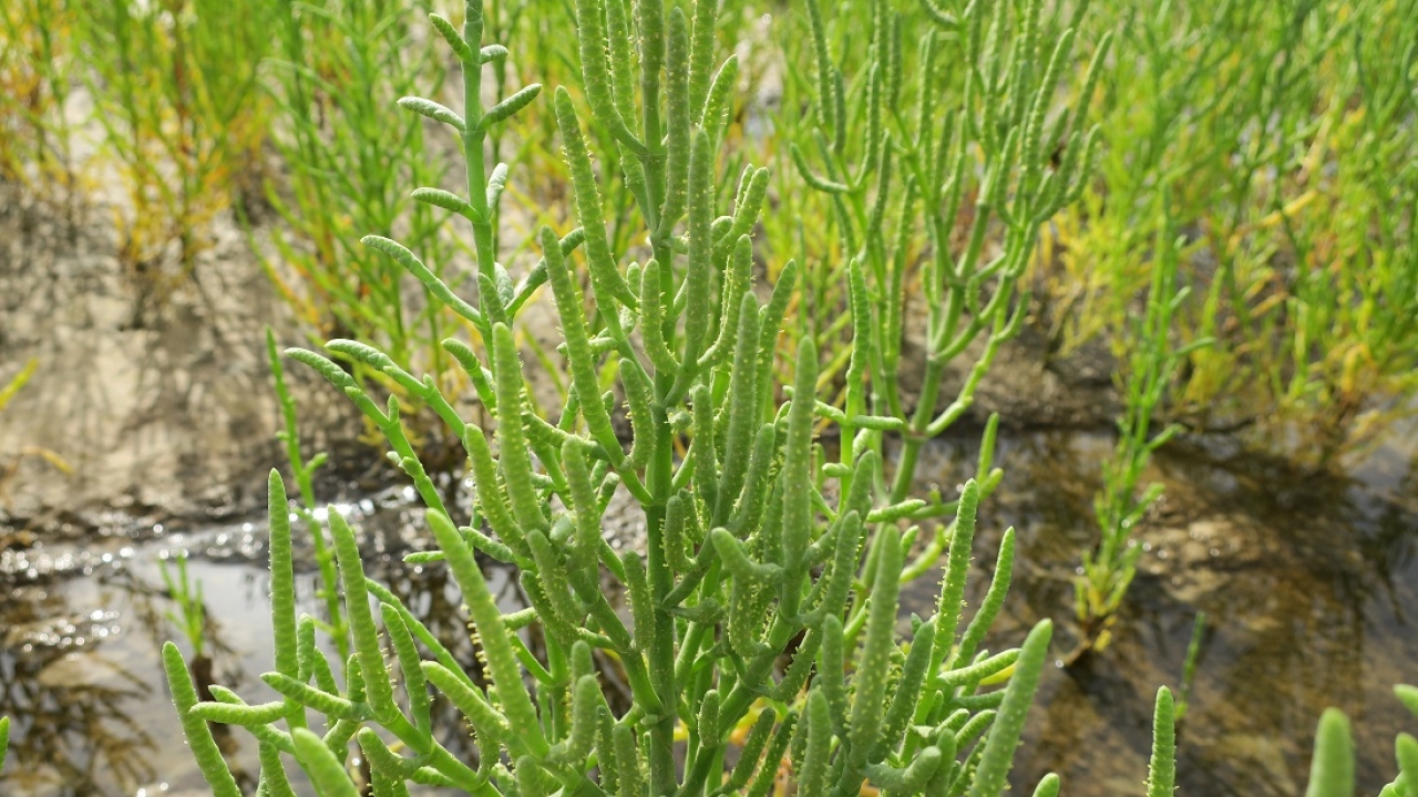 Salicornia